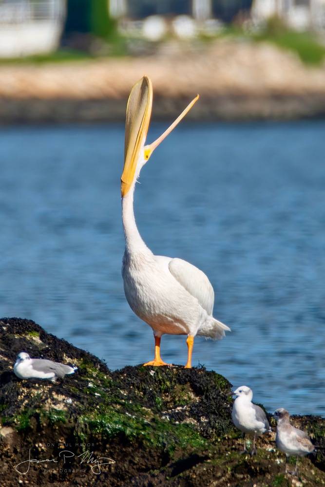 Jason Major (jpmajor@me.com)